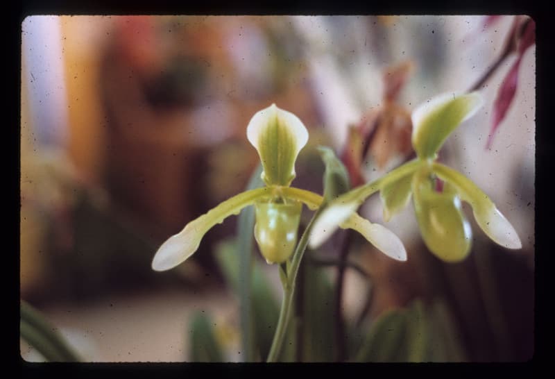 Green orchid