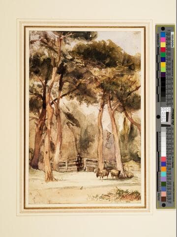 Sheep Under Trees