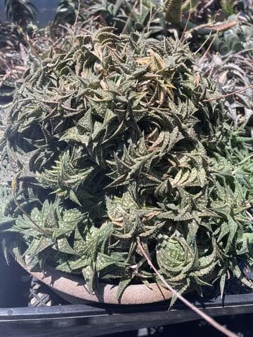 Aloe descoingsii