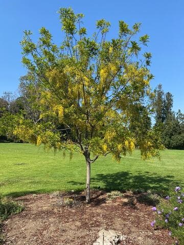 Cassia tomentella