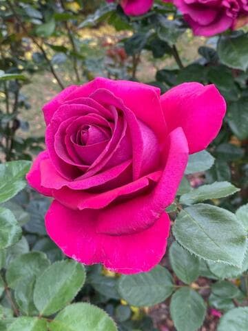 Rosa 'Della Reese'