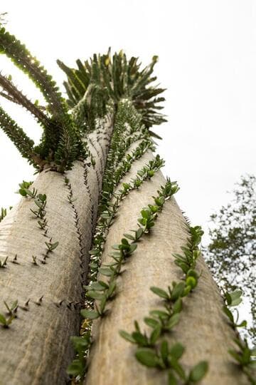 Alluaudia procera