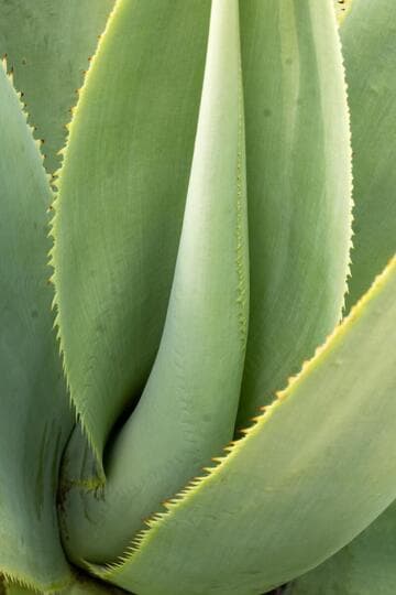 Agave mitis var. albidior