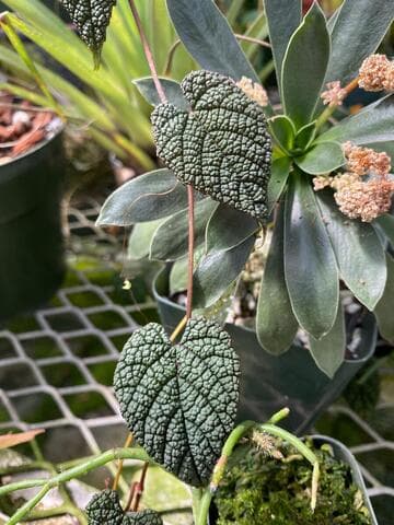 Cissus