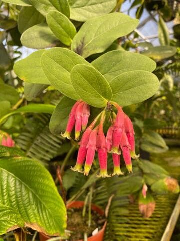 Macleania smithiana