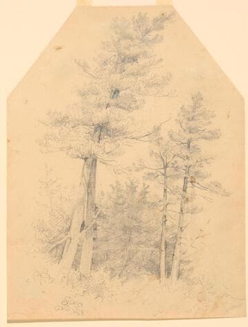 Pine Trees