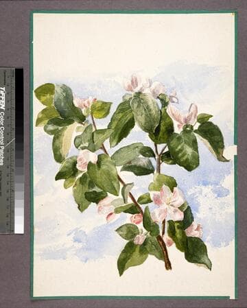 Quince blossoms