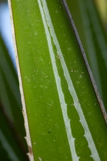 Agave impressa