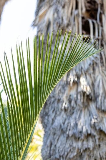 Jubaeopsis afra