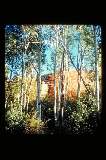 Trees; Frost Ranch