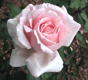 Rosa 'Betty White'