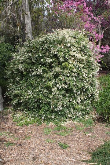 Pandorea pandorana