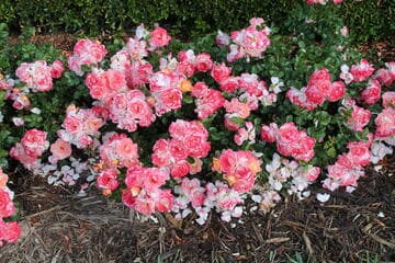 Rosa 'Peach Drift'