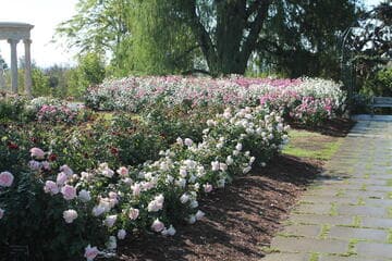 Rosa 'Iceberg'