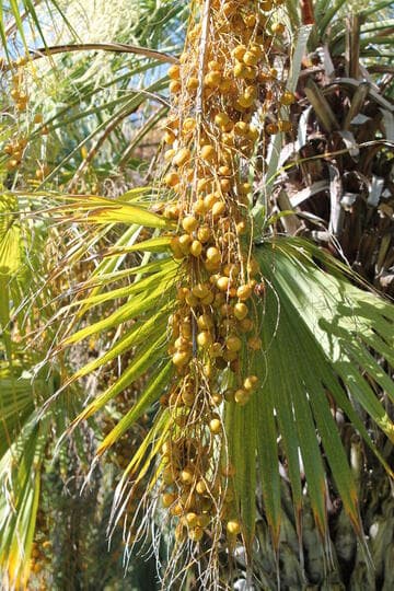 Brahea aculeata