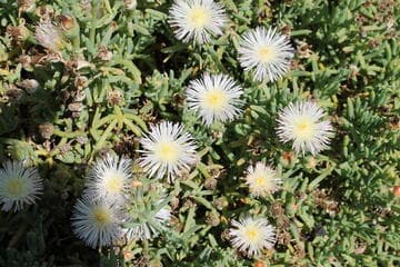 Malephora crocea