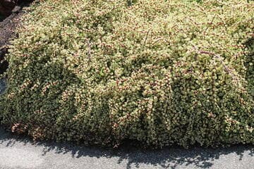 Portulacaria afra