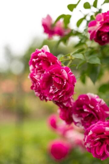 Rosa [Fly So High] = 'WEKpuscalrako'