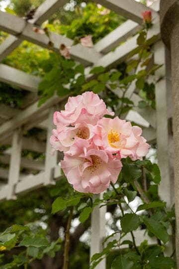 Rosa 'Lady of the Dawn'