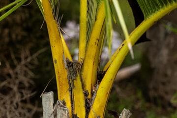 Jubaeopsis afra