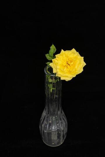 Rosa 'Goldilocks'