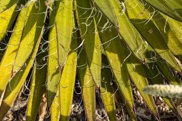 Agave filifera