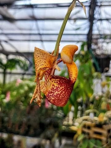 Coryanthes