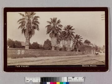 Fan  palms