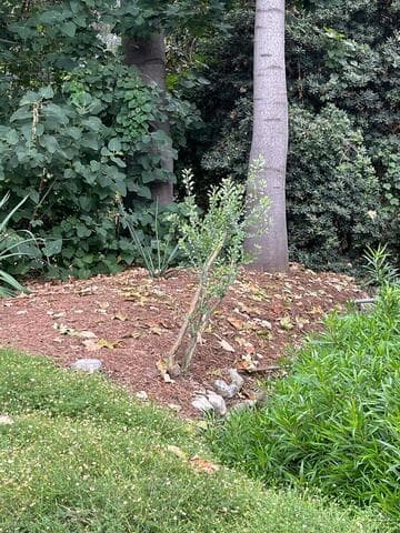 Fouquieria formosa