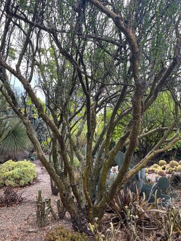 Fouquieria formosa