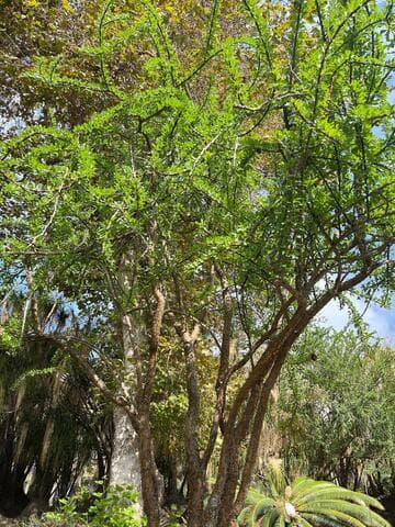 Fouquieria formosa