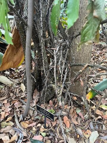 Fouquieria macdougalii