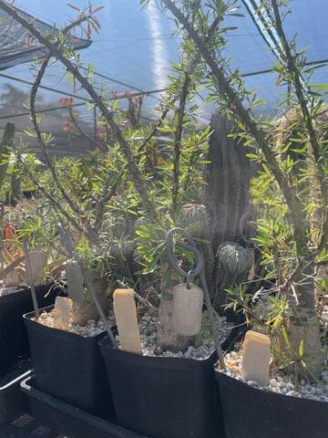 Fouquieria purpusii