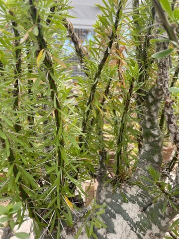 Fouquieria purpusii