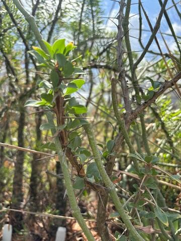 Fouquieria splendens
