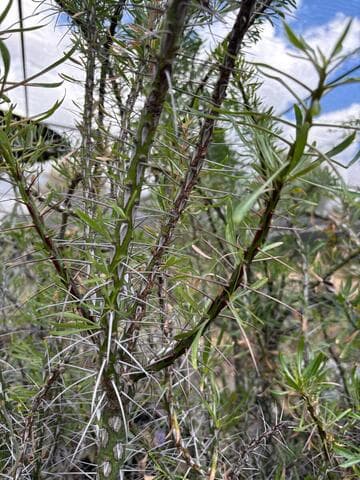 Fouquieria purpusii