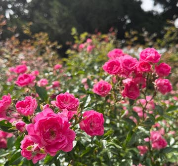 Rosa 'Lovely Fairy'