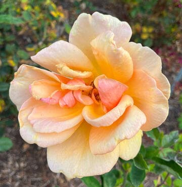Rosa 'California'