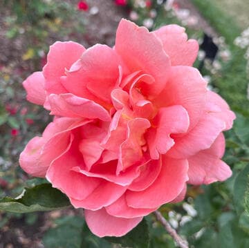 Rosa 'Angels Mateu'