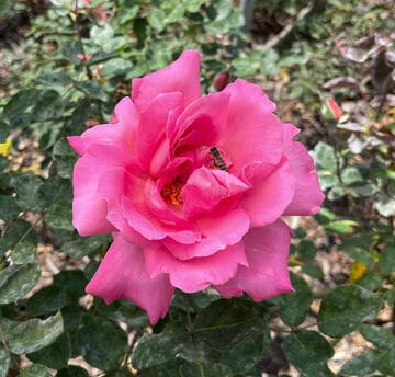 Rosa 'The Doctor'