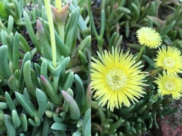 Cheiridopsis aspera