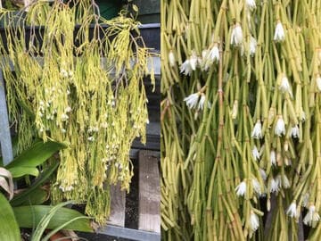 Rhipsalis clavata
