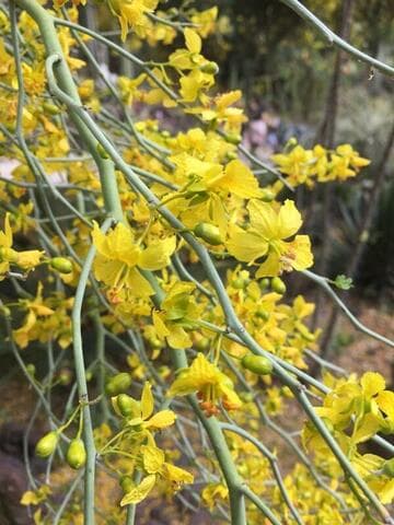 Cercidium floridum