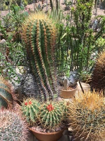 Ferocactus alamosanus ssp. reppenhagenii