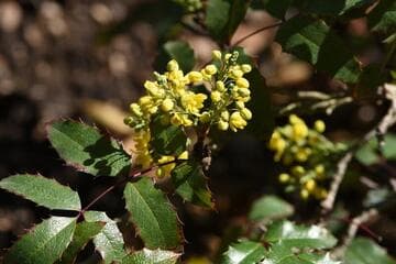 Mahonia aquifolium 'John Muir'