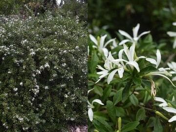 Turraea obtusifolia