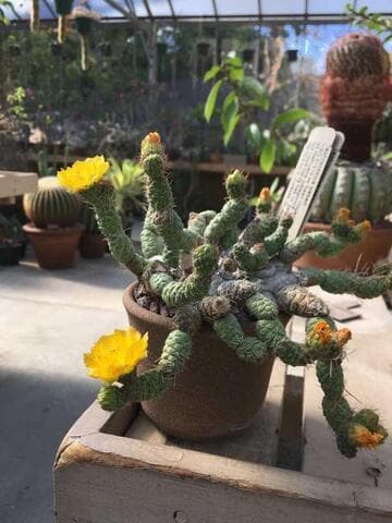 Tephrocactus weberi