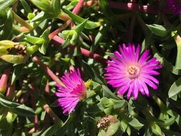 Ruschia dichroa