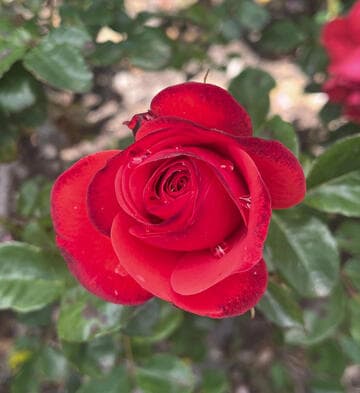 Rosa 'Fire King'