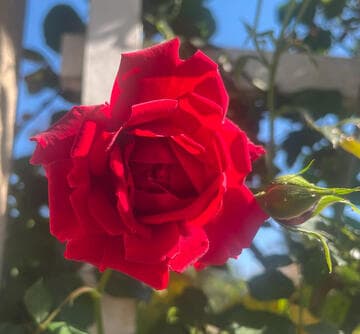 Rosa 'All Ablaze'